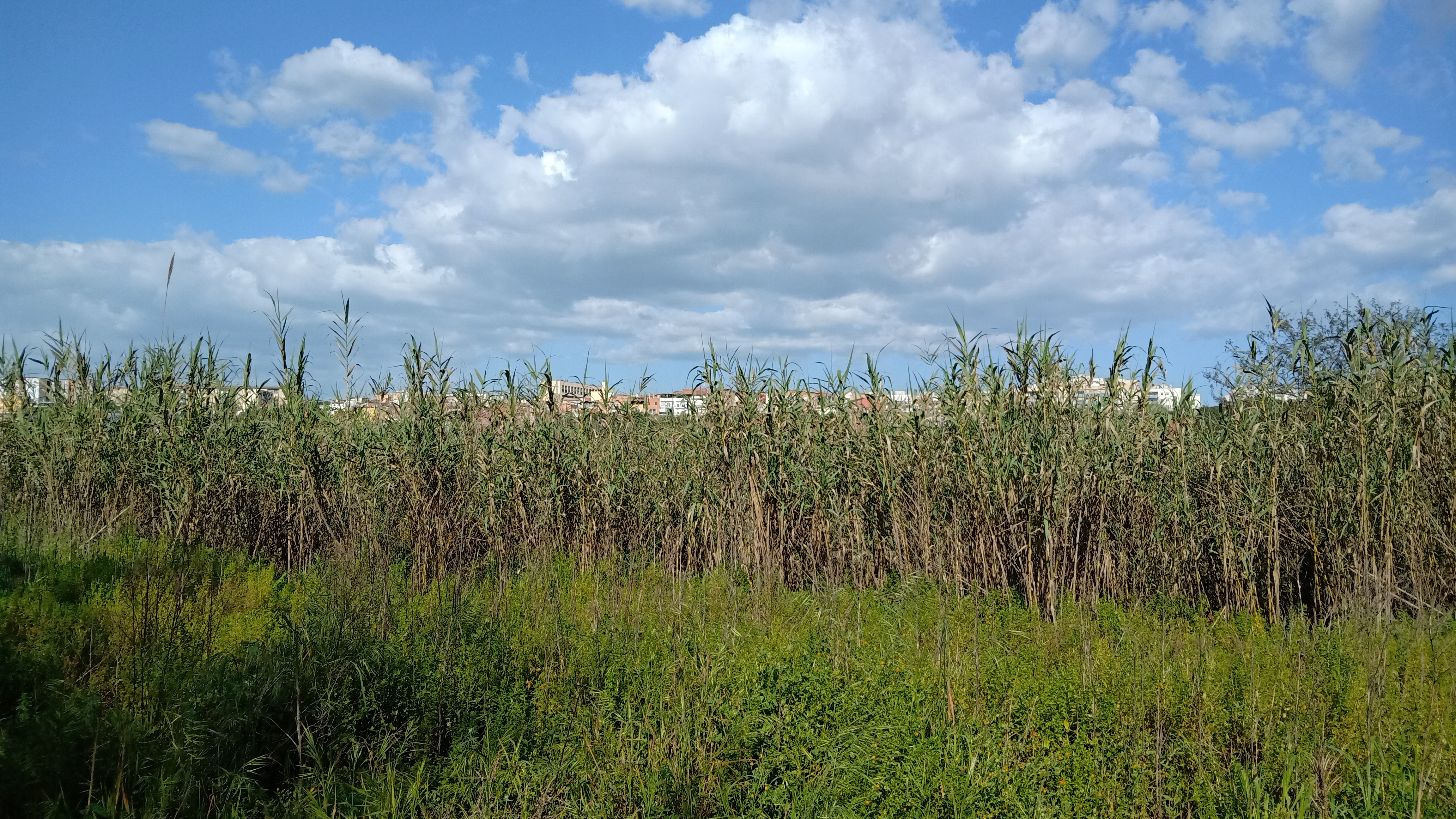 Bliss, but in Sabadell